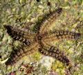 Marthasterias glacialis